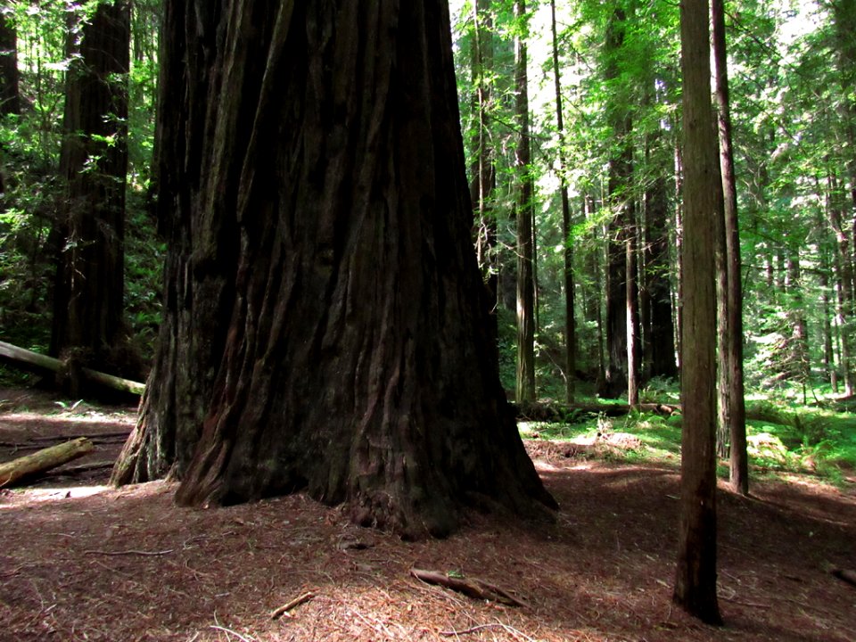 Avenue of the Giants at Redwoods in California