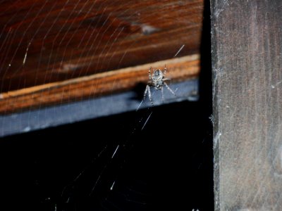 Spinne photo