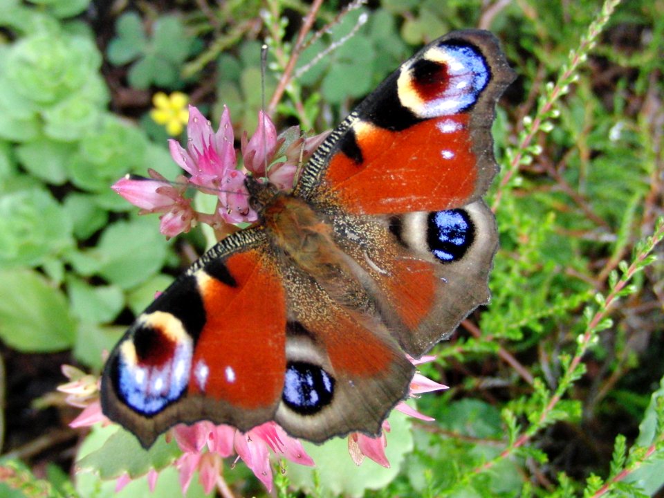 Tagpfauenauge photo