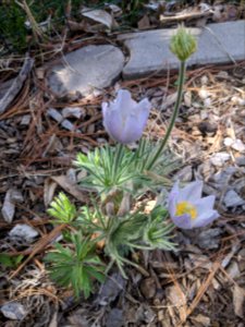 Pasque Flower in Bloom photo