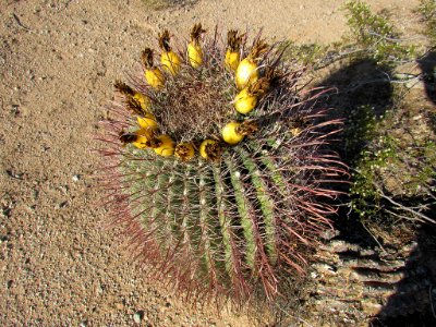 Sonoran Desert NM in AZ