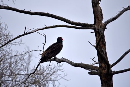 Turkey vulture