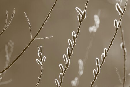 Spring awakening bud branch