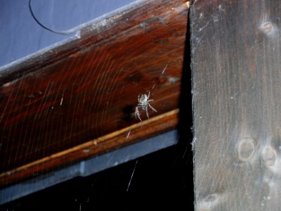 Spinne2