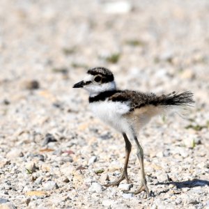 Young Killdeer photo