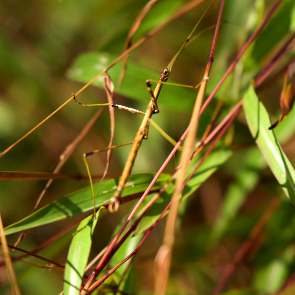 Northern Walkingstick