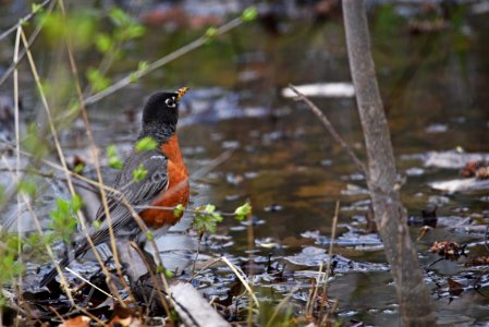 American robin photo