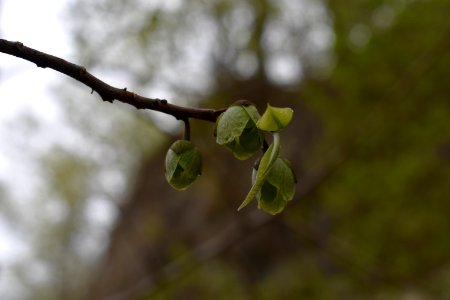 Pawpaw (Asimina triloba) photo