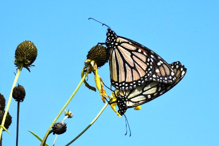 Mating Monarch Butterflies photo