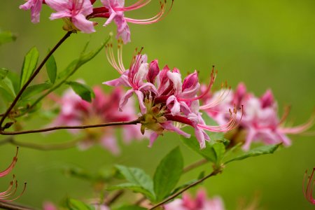 Pink azalea
