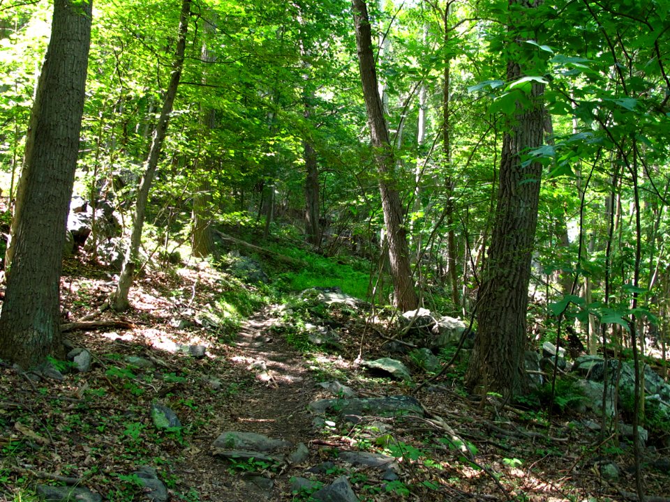 Dry-Mesic Chestnut Oak - Northern Red Oak Forest at Harpers Ferry NHP