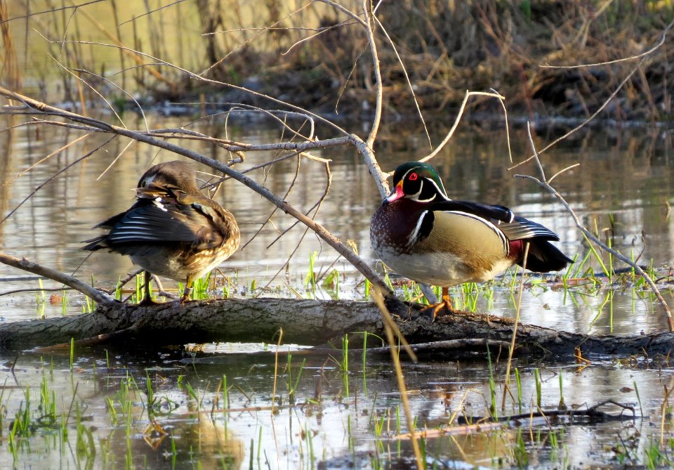 Pair of wood ducks