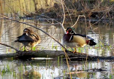Pair of wood ducks