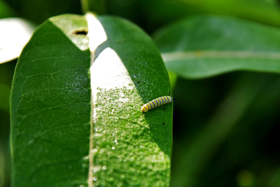 Monarch Caterpillar on Common Milkweed photo