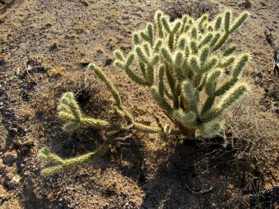 Sonoran Desert NM in AZ