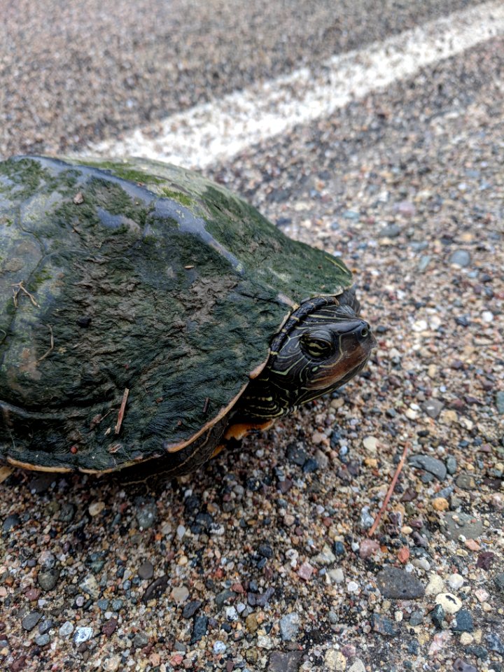 Northern Map Turtle
