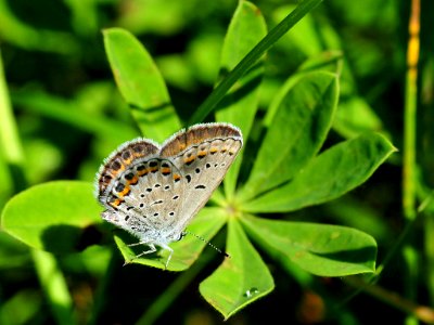 Karner blue butterfly (Lycaeides melissa samuelis)