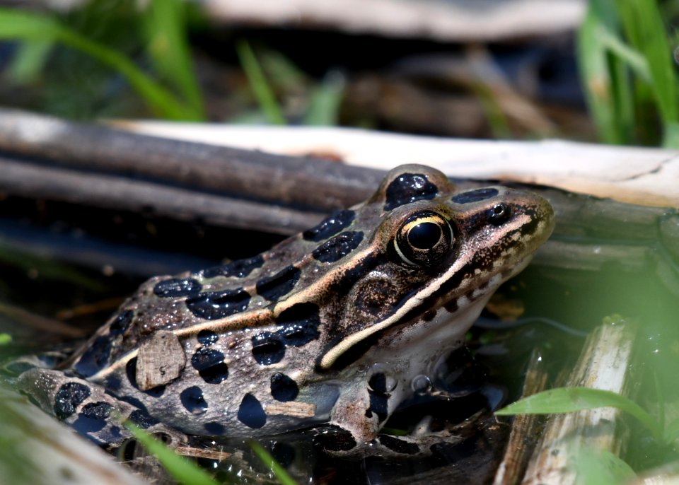 Northern Leopard Frog