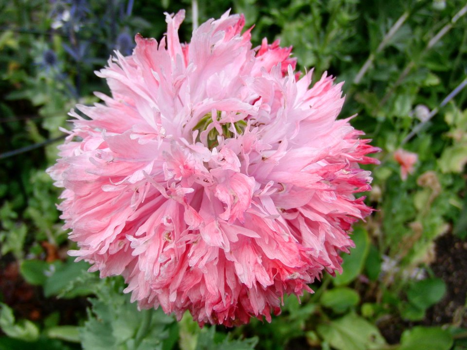 Blume