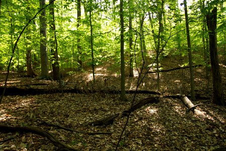 Mesic Mixed Hardwood Forest