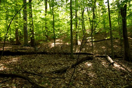 Mesic Mixed Hardwood Forest photo