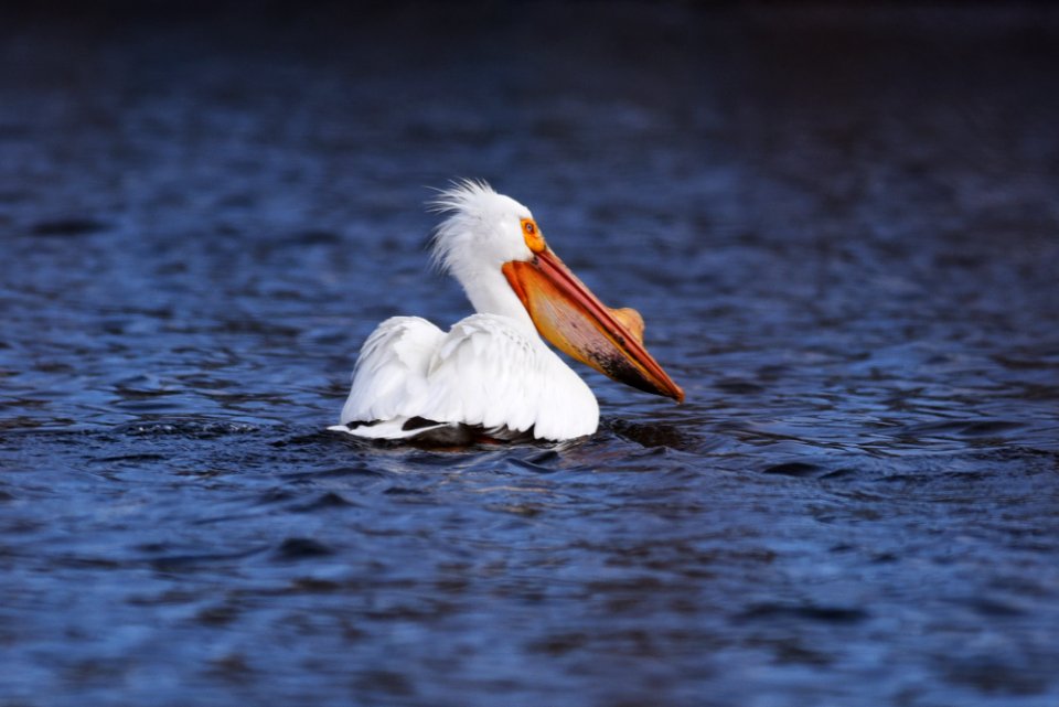 American white pelican on the water