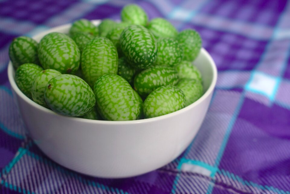 Mexican sour gherkin melothria scabra cucamelon