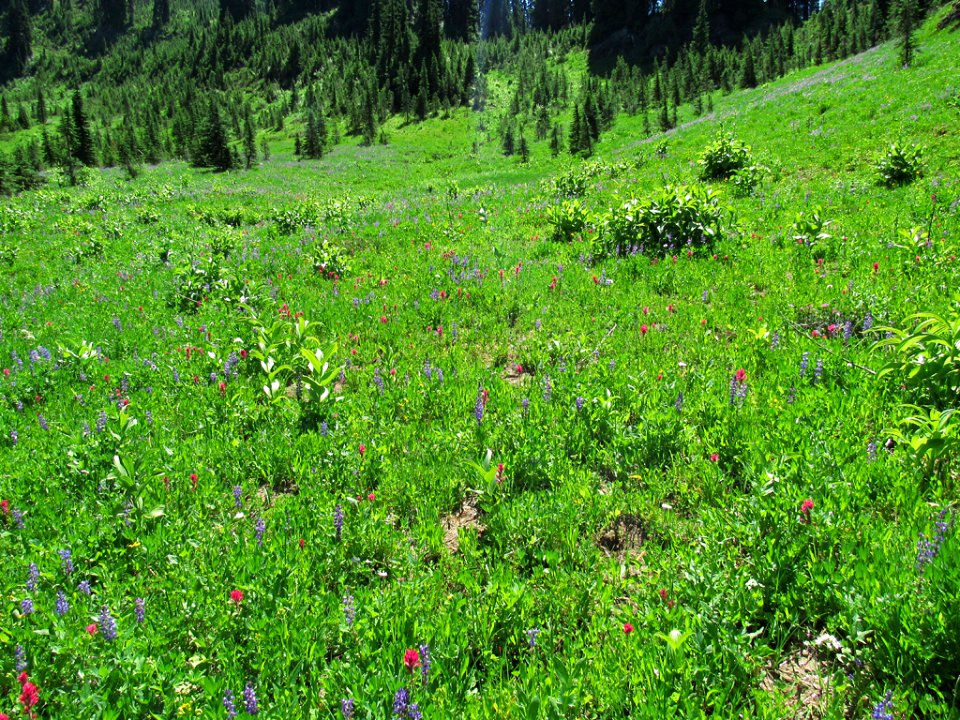 Tipsoo Lake Wildflowers at Mt. Rainier NP in WA