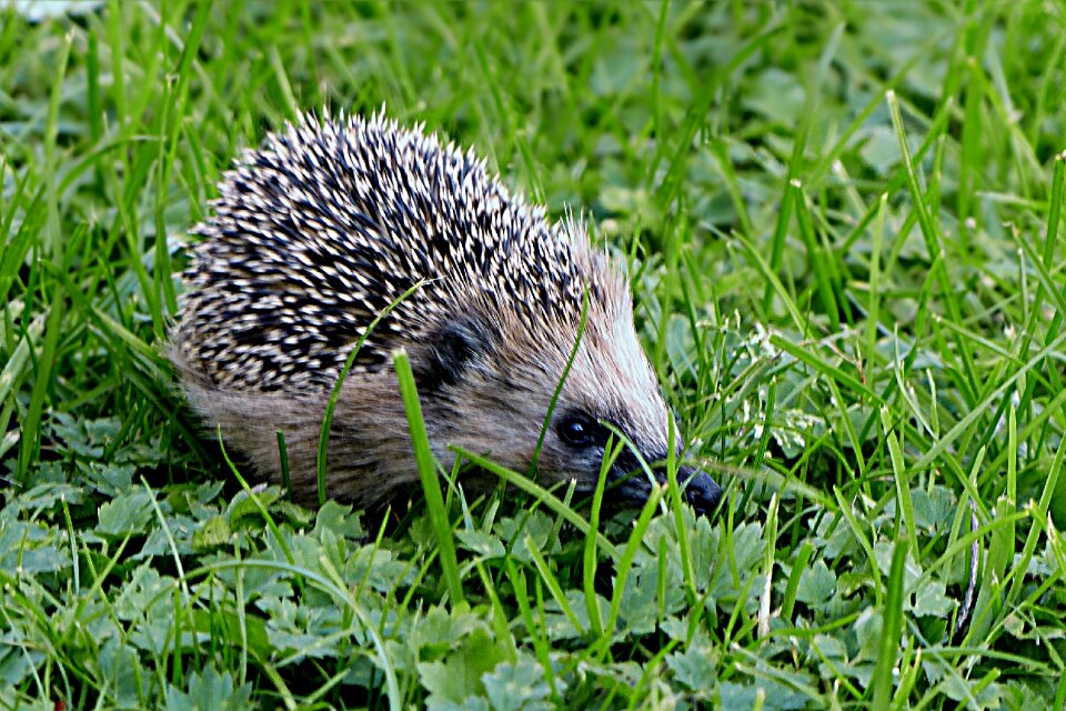 Erinaceus young foraging