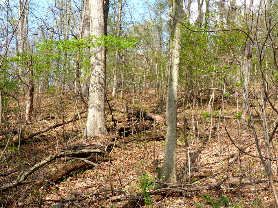 Basic Oak - Hickory Forest at Harpers Ferry NHP