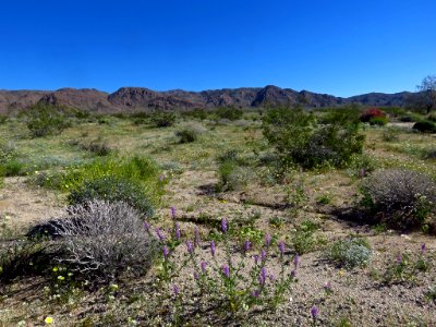 Cottonwood Spring with Wildflowers at Joshua Tree NP in CA