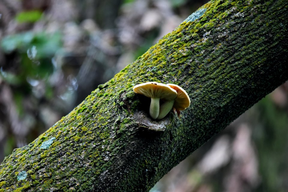 Mushrooms growing out a tree