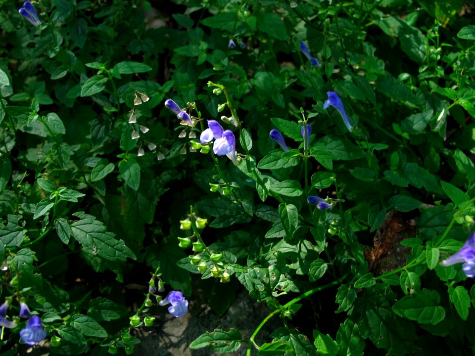 Smooth rock skullcap