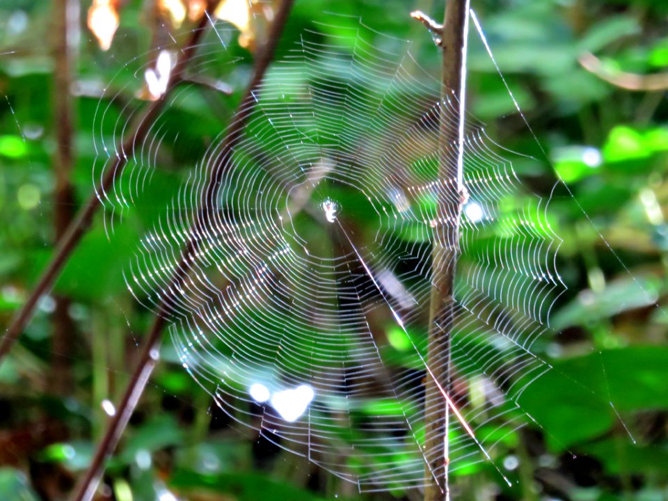 Spider Web