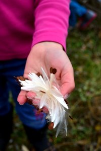 Milkweed Seeds photo