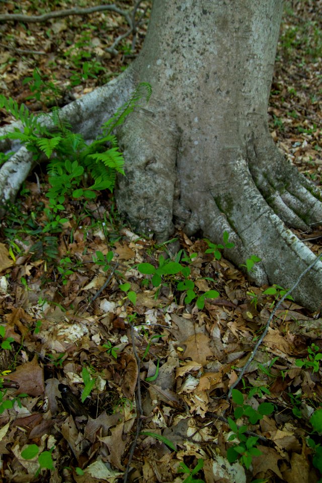 The Forest Floor in Spring