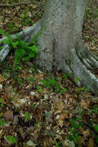 The Forest Floor in Spring