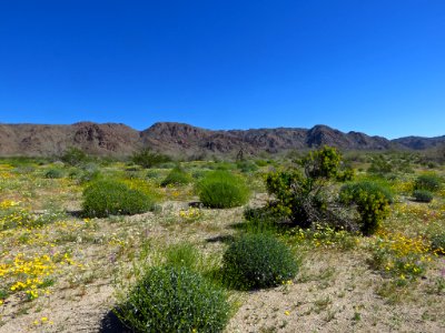 Cottonwood Spring with Wildflowers at Joshua Tree NP in CA photo