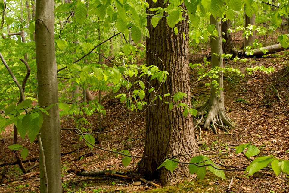 Mesic Mixed Hardwood Forest