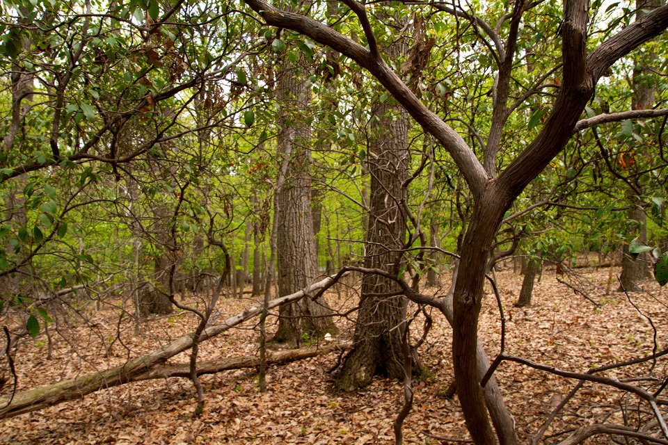 Chestnut Oak / Mountain Laurel Forest