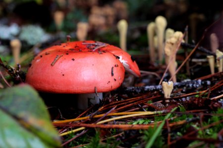 Fall fungi