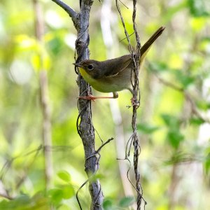 Common Yellowthroat