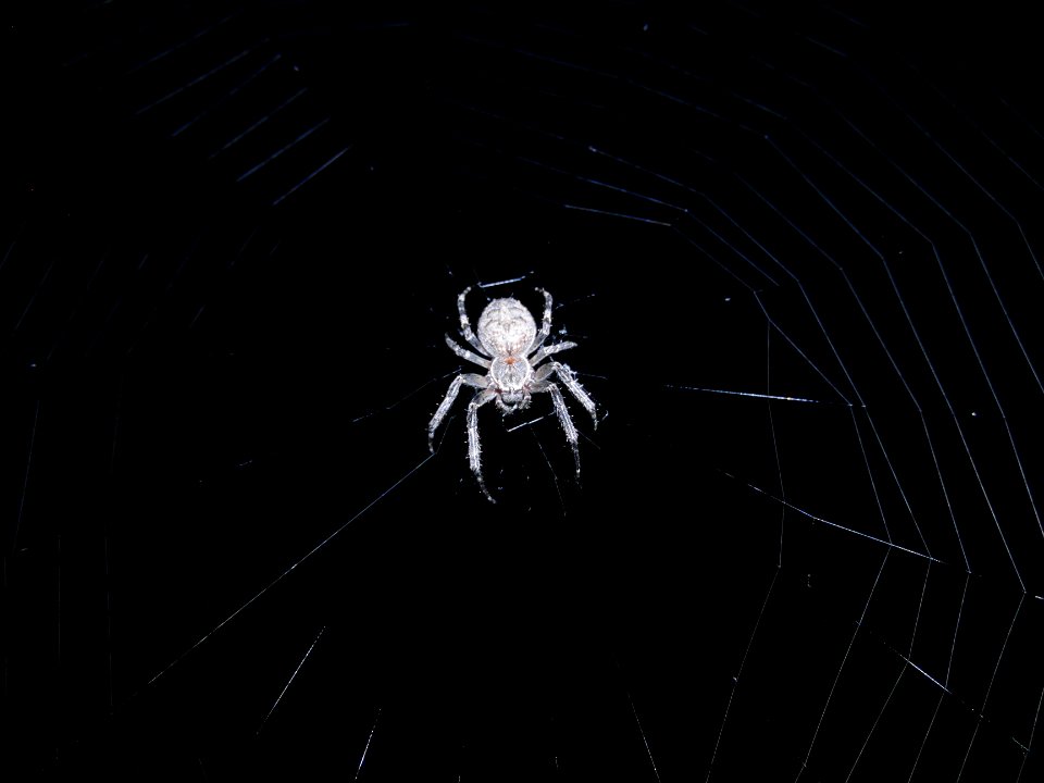 Spinne in der Nacht