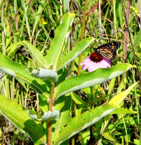 Monarch Butterfly on Purple Coneflower photo