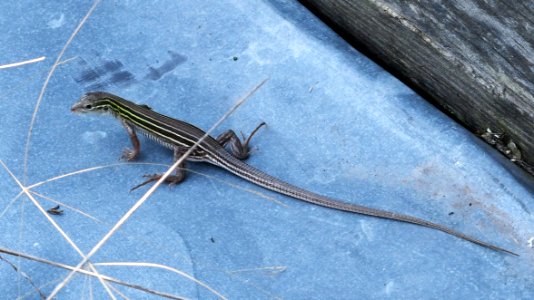 Prairie Racerunner