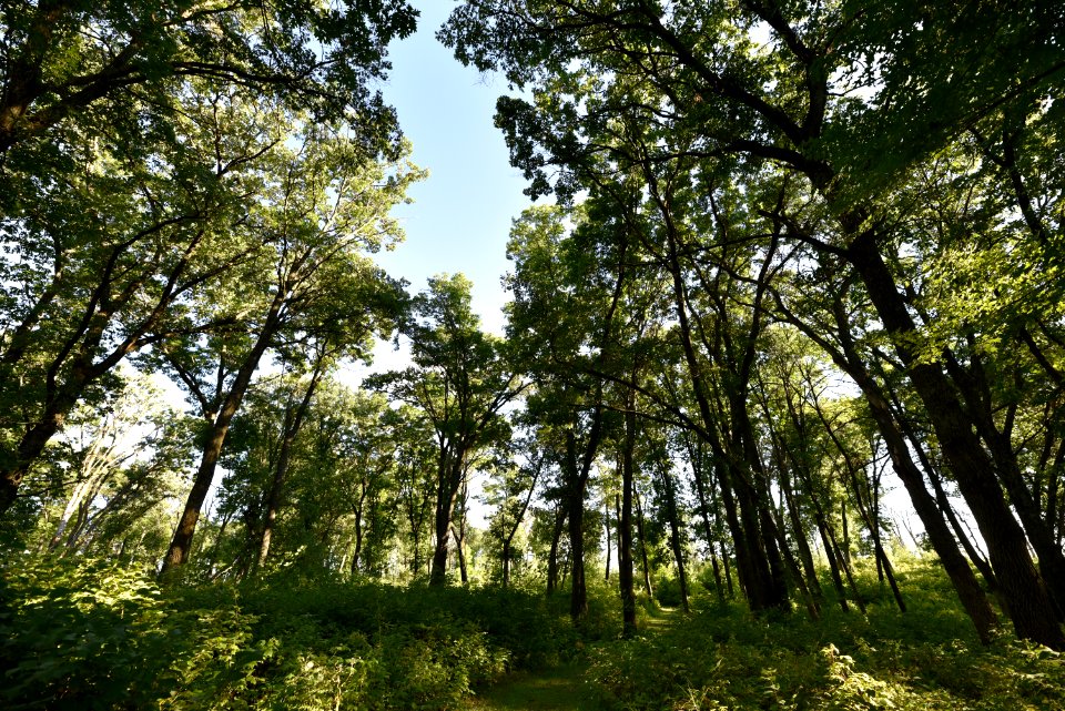 Woodland Trail at Sherburne National Wildlife Refuge