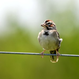 Lark Sparrow photo
