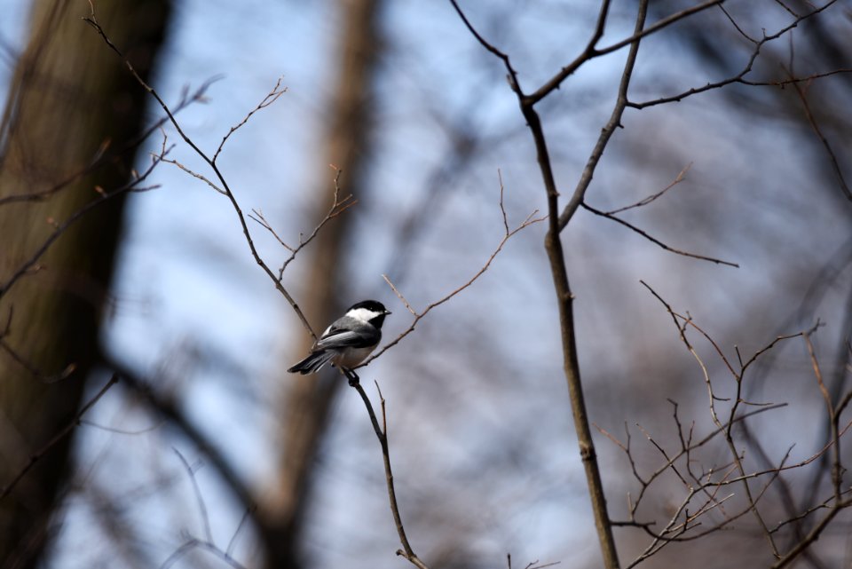 Black-capped chickadee