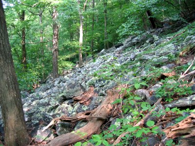 Sweet Birch - Chestnut Oak Talus Woodland at Harpers Ferry NHP