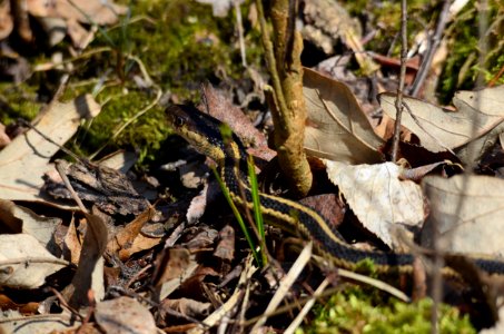 Garter Snake photo